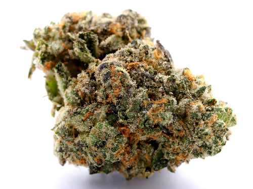 Close up of a Amaretto Sour Greenhouse Flower on a white background