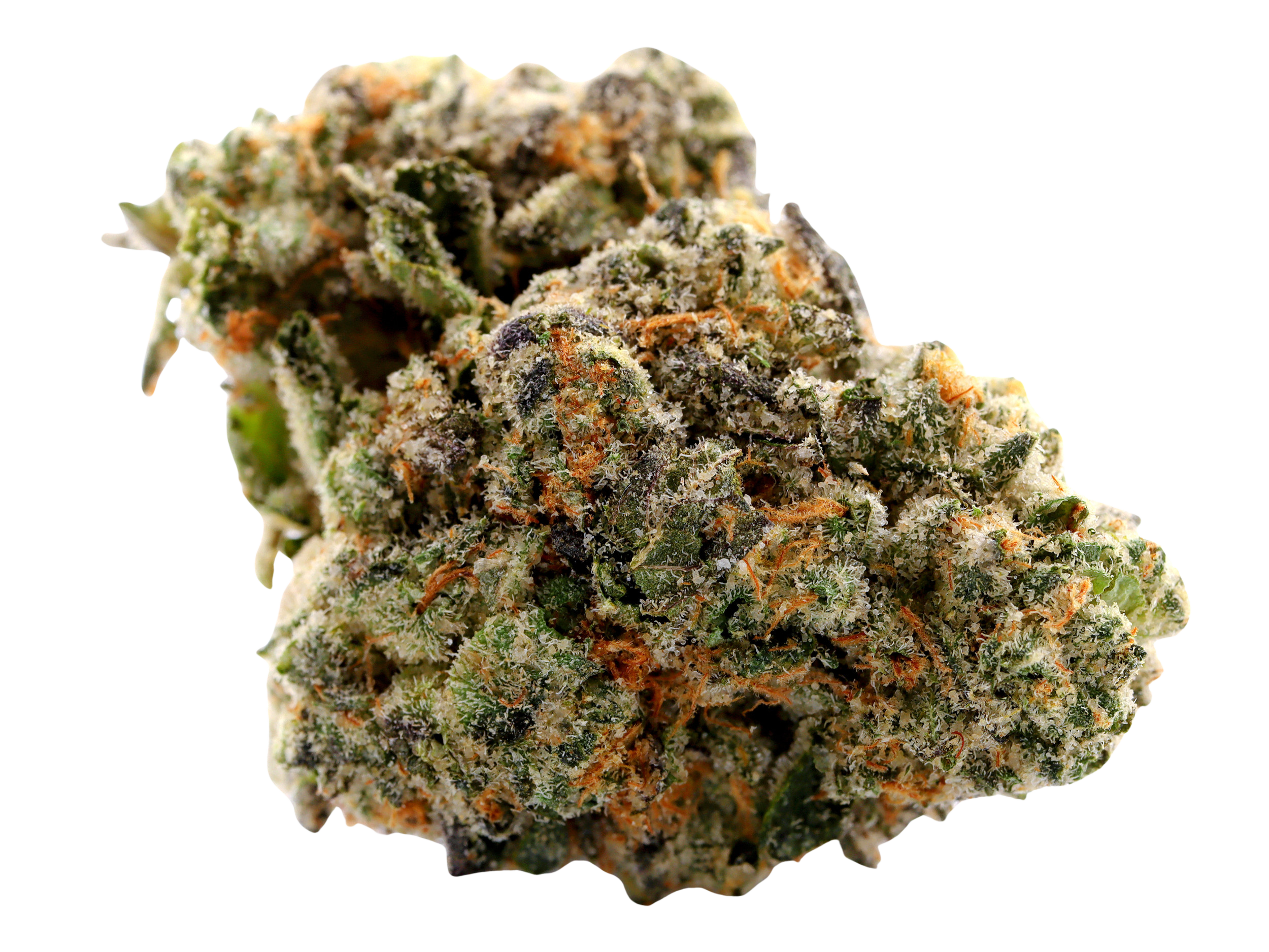 Close up of a Amaretto Sour Greenhouse Flower on a white background