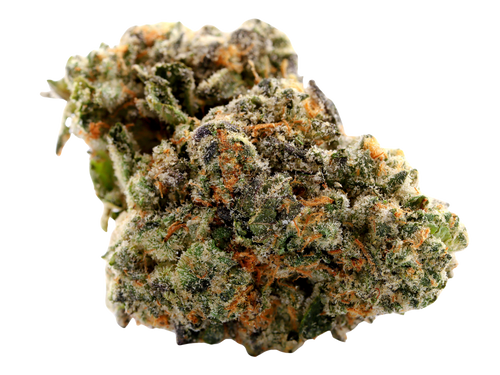 Close up of a Amaretto Sour Greenhouse Flower on a white background