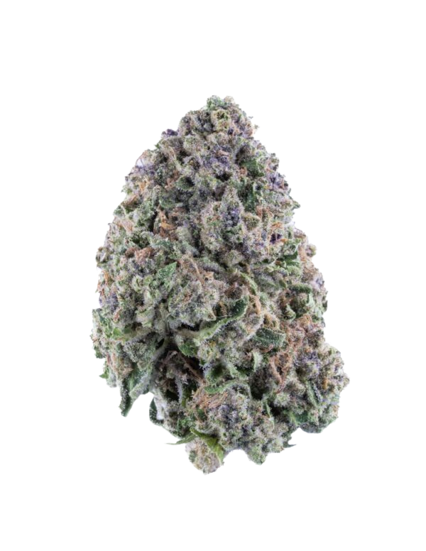 Close-up of a cannabis bud on a white background