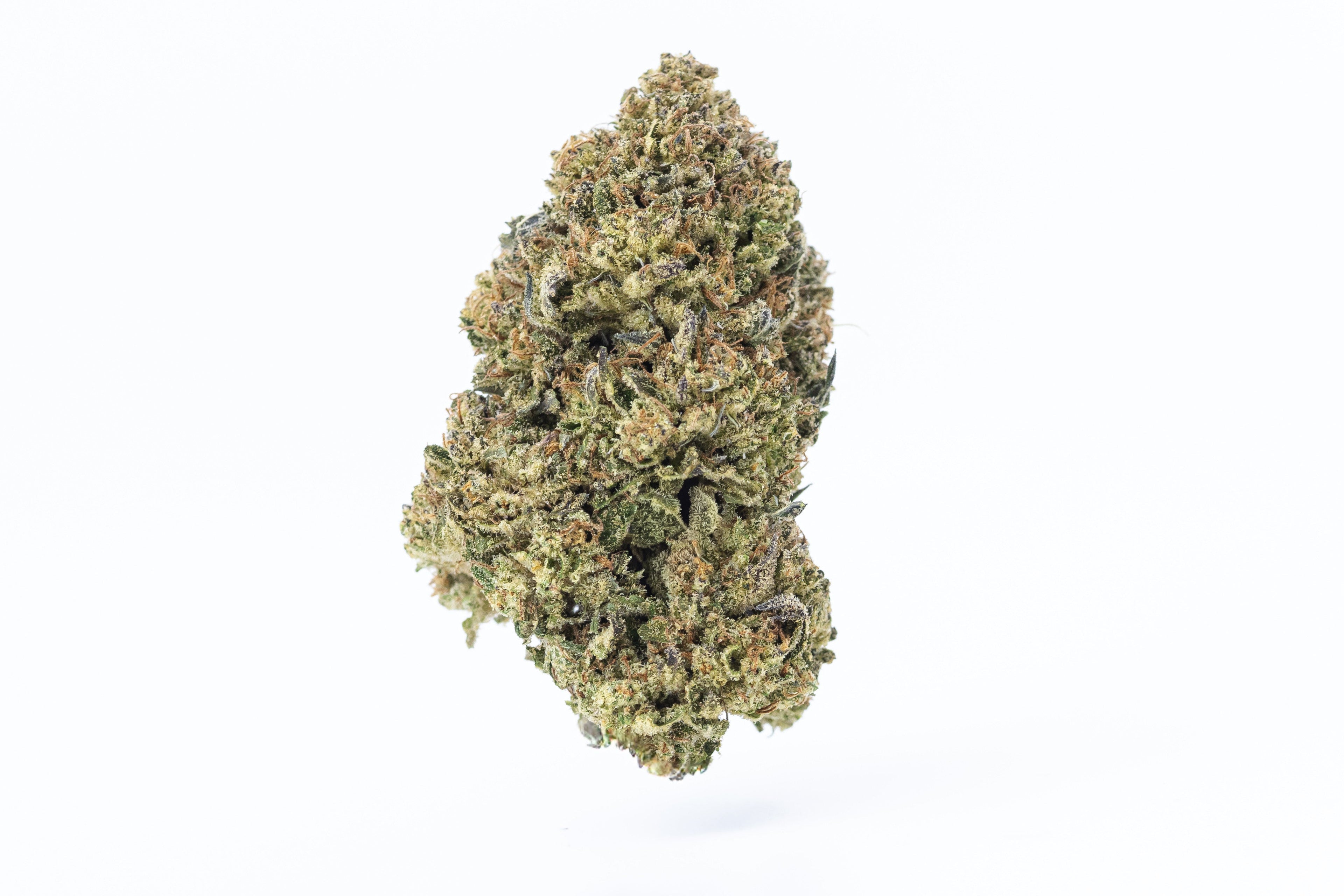 Blue Zushii (Greenhouse Flower)
