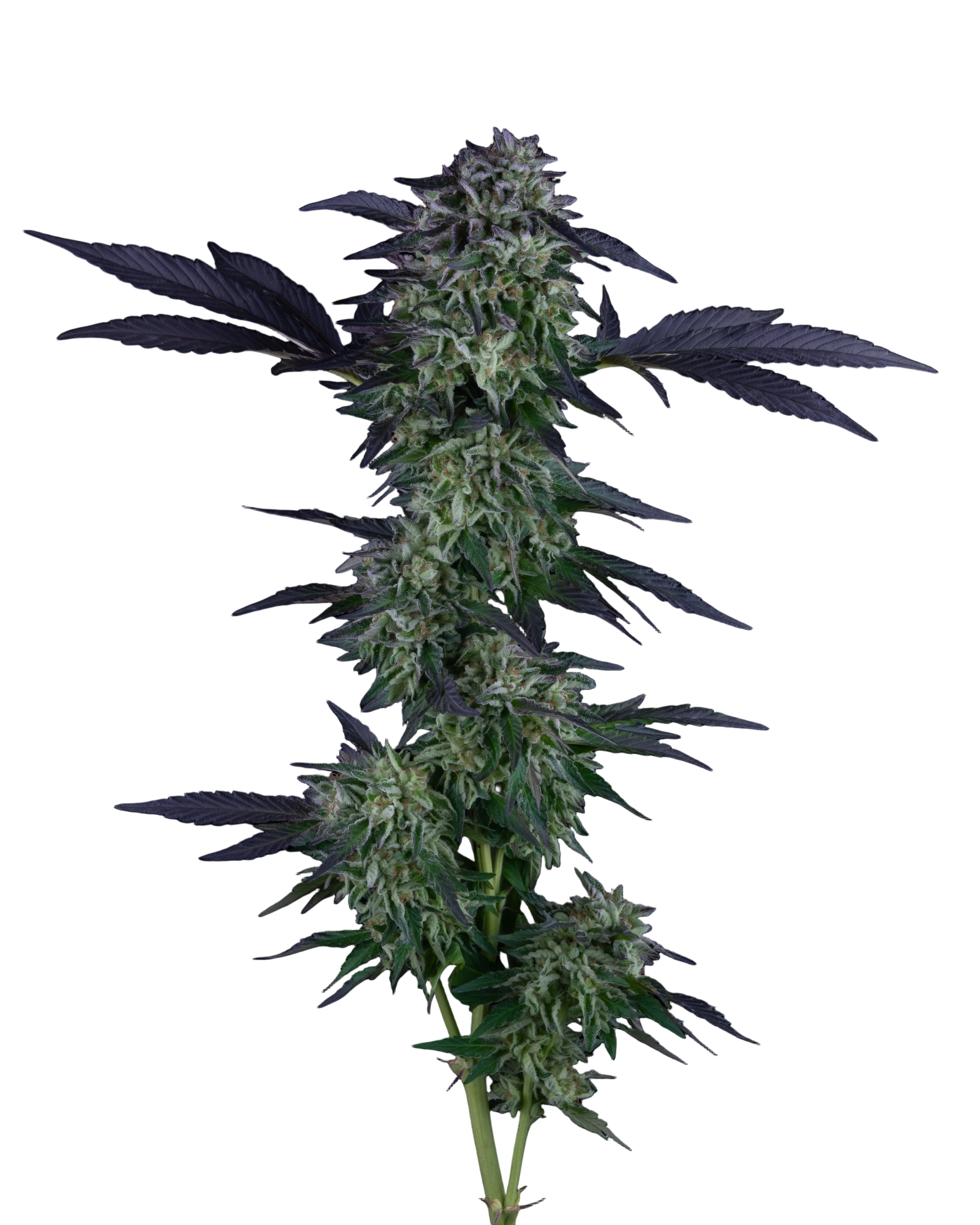 Cannabis plant with buds on a white background