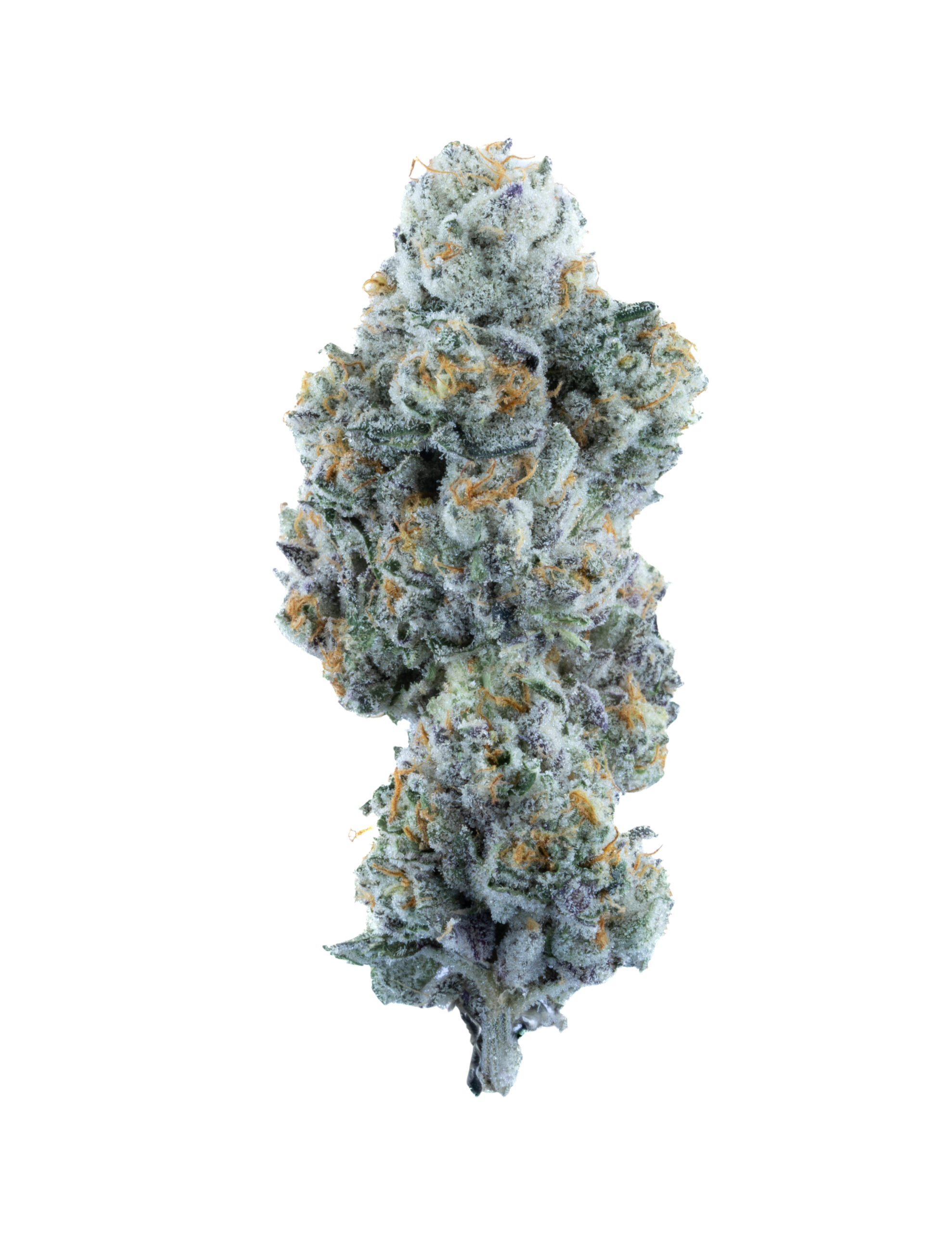 Close-up of a cannabis plant on a white background