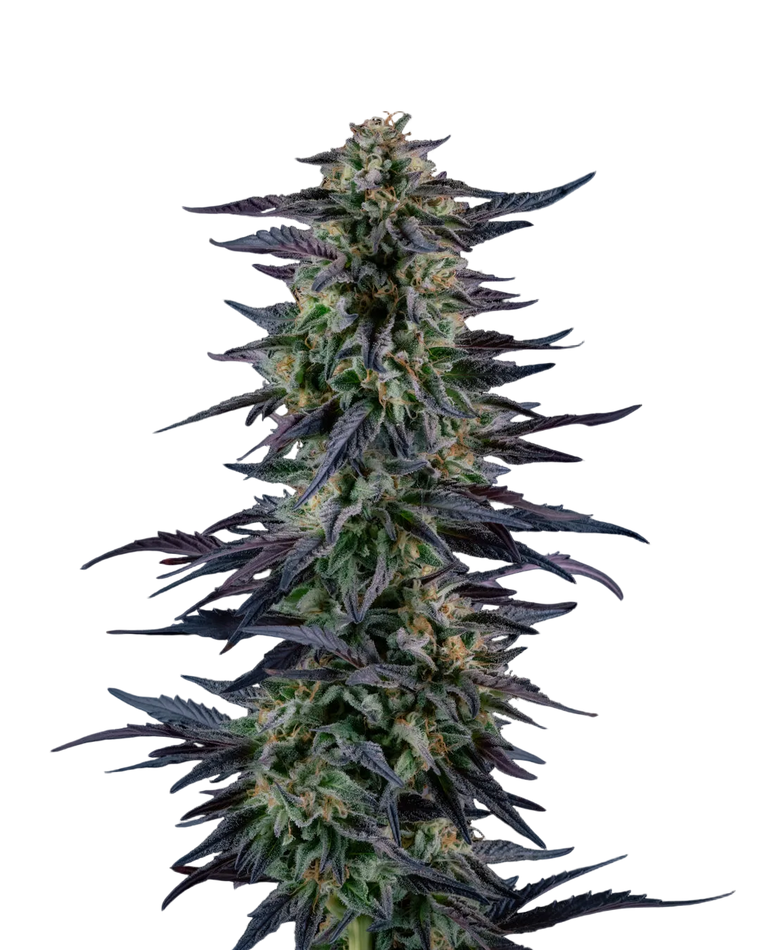 Grown PB_Souffle plant on a white background