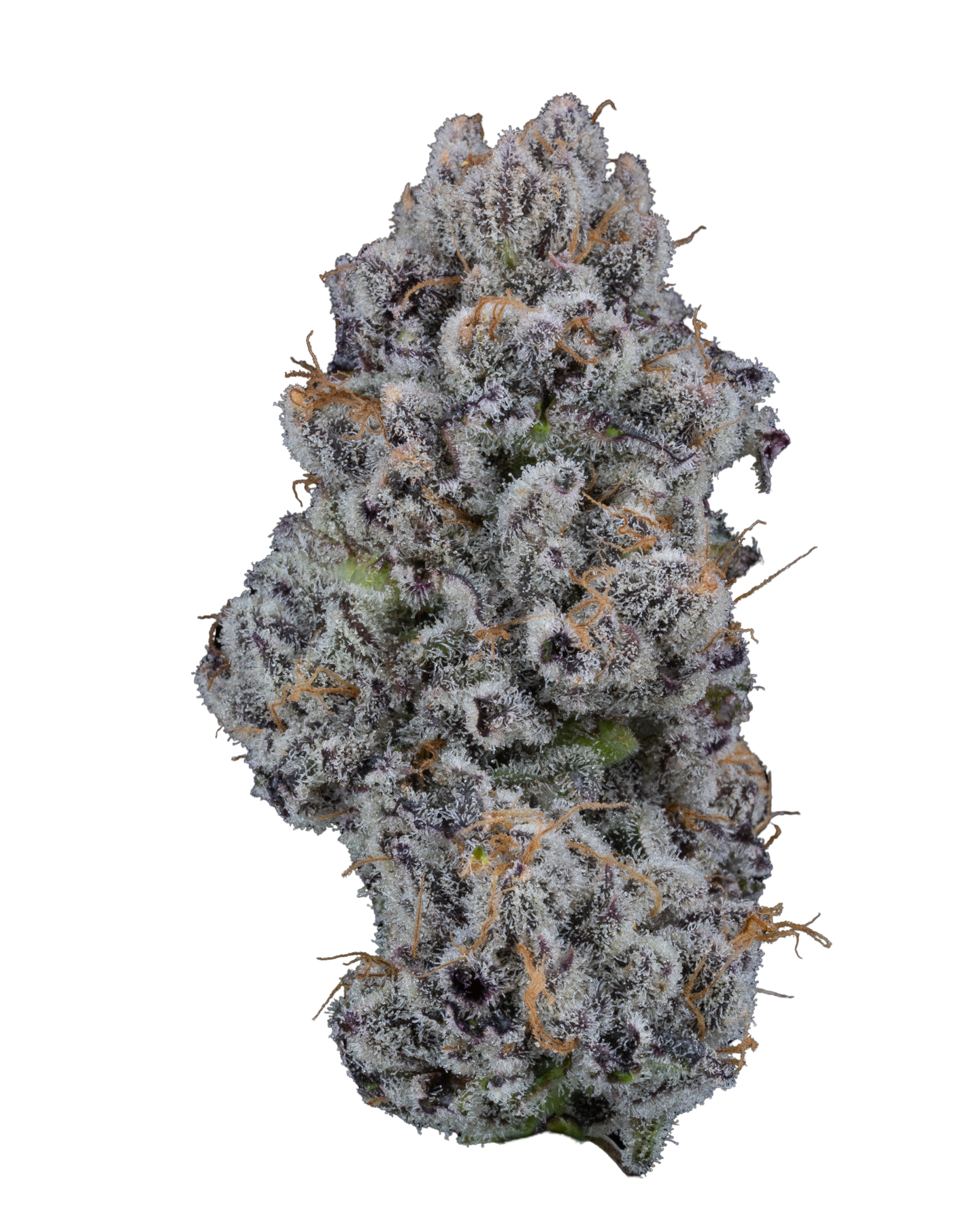 Close-up of a cannabis bud with trichomes on a white background