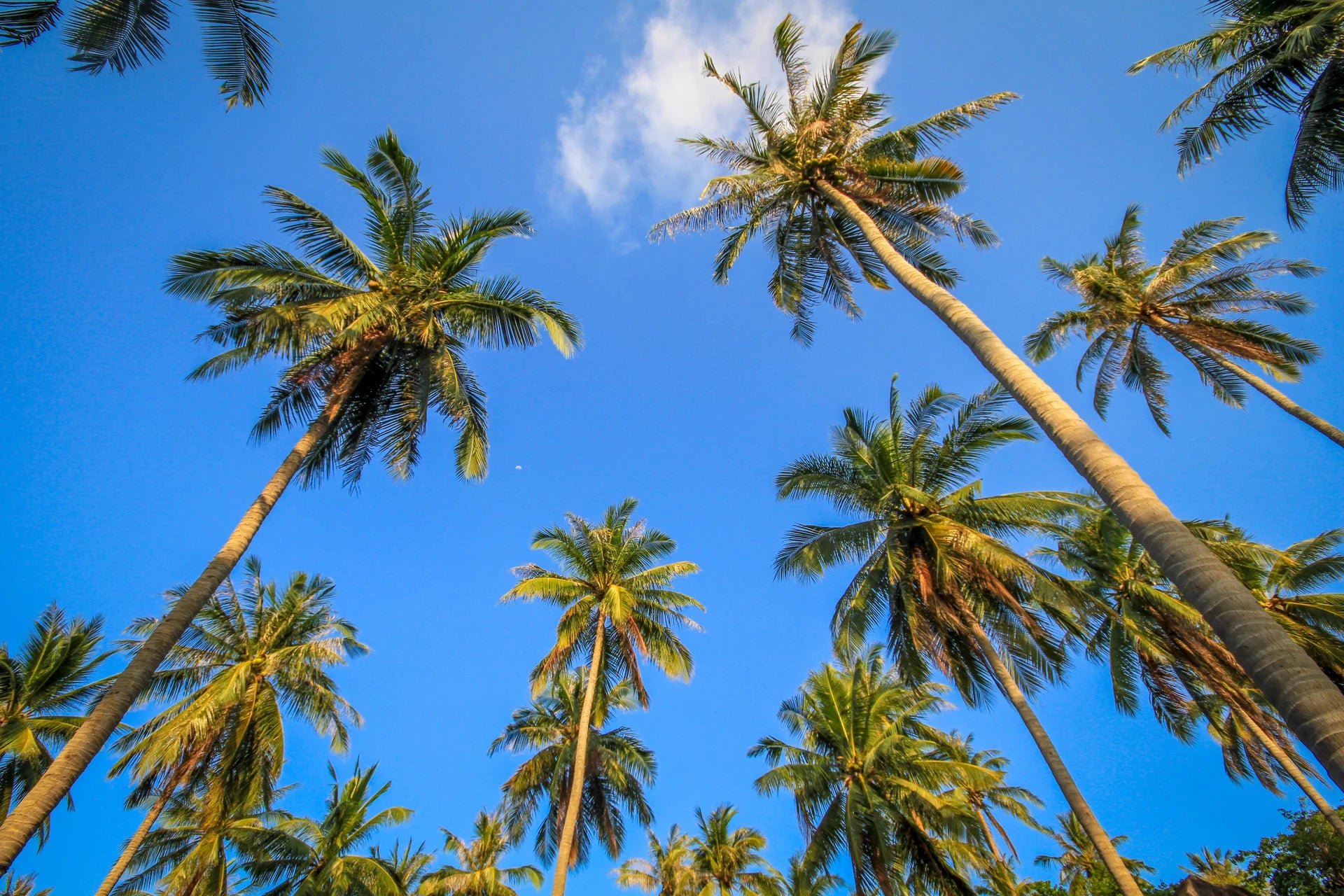 Palm trees against a clear blue sky